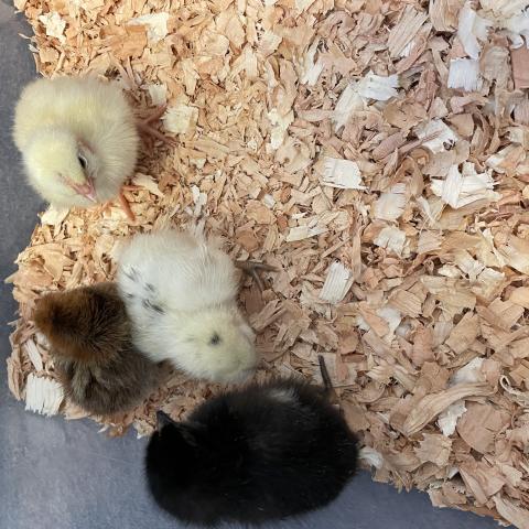 many chicks